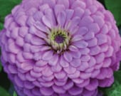 Zinnia Giant Dahlia Flowered Violet Zinnia Seeds