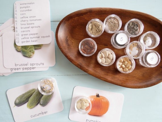 Seed Matching Montessori Primary Seed Sorting & by freespiritkids