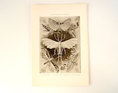 Vintage / Antique Tineid Moths Book Plate Engraving in Black and White (c.1900s) - Collectible, Home Decor