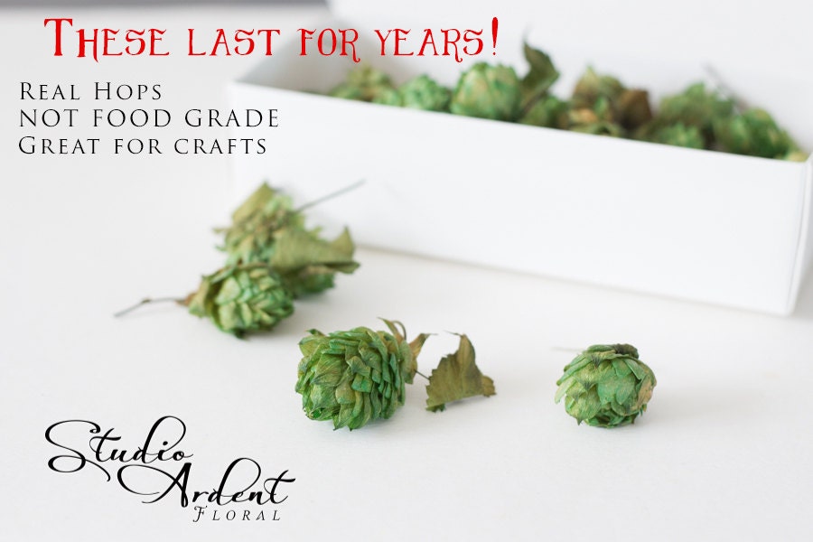 DIY Hops boutonnieres QTY 40 loose hop cones