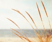 12x12 Beach Grass Print - neutral white photography - light brown cream - coastal wall art - botanical art country rural - 12x12 Photograph