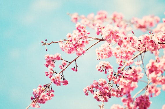 Floral Photography - pink blue aqua flower wall art print spring nature photo colorful picture pastel - 8x12 Photograph, "Spring Melody"