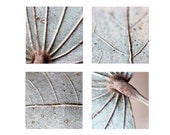 Leaf photography Set of 4 photos 5x5" Neutral decor Winter nature photography Rustic