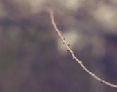 Minimalist winter photograph, woodland, brown, tree,branches, nature,bokeh, ethereal, fine art photograph,8x10 print