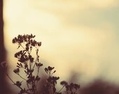 Landscape photograph- sunset, summer, ethereal, golden, teal, bokeh, dreamy, sky, nature, fine art photograph,8x10 print
