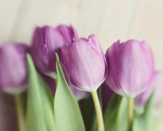Purple tulip print- spring, romantic, shabby chic, enchanting, french country,  for her, fine art photo, 8x10 print