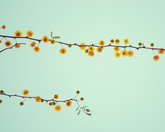 Yellow spring photograph- mint, golden, tree, aqua, sky, branches, blooms, nature, fine art photography, 8x10 print