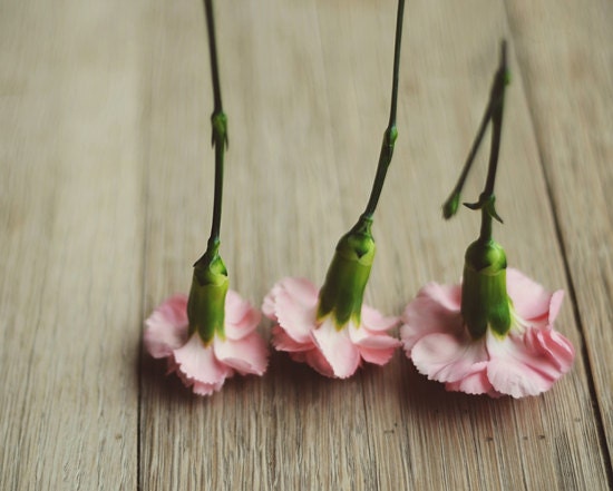 Carnations photograph- pink, romantic, rustic, beige, flowers, shabby chic, spring,  floral, cream, 8x10, fine art photograph