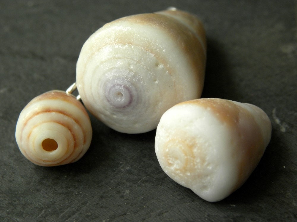 Drilled cone shells for pendants, 3 banded Cone shells pretty colors