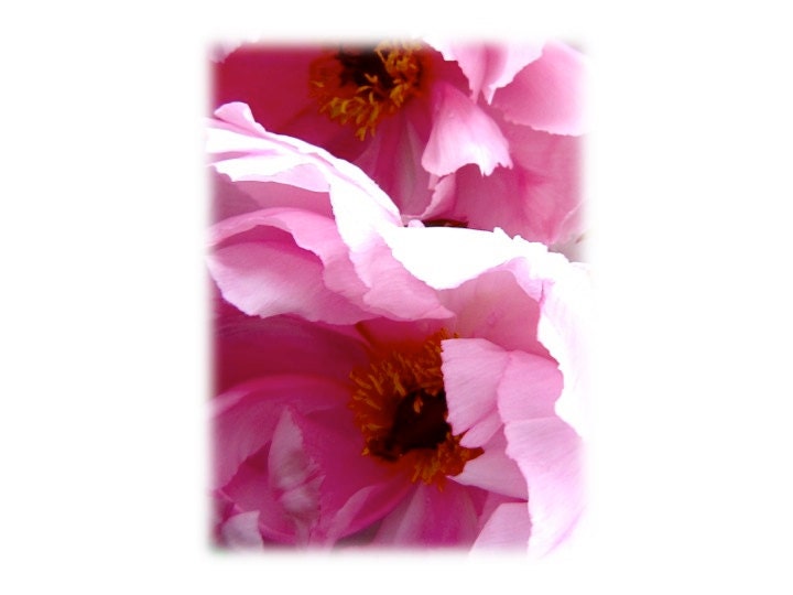 Flower Nature Photography Pink Tree Peony Twins pastel pink deep pink magenta home & office decor wall art