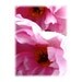 Flower Nature Photography Pink Tree Peony Twins pastel pink deep pink magenta home & office decor wall art