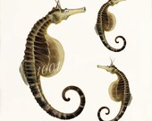 Antique Sea Horse Art Print - 5x7 - Pot Bellied Sea Horses