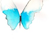 pale blue butterfly with white tipped wings. original watercolour painting