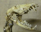 Dog  skull and Horse spine NIGHT RIPPER mounted mutation taxidermy display