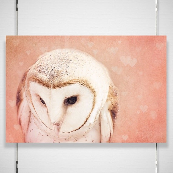 Barn Owl Photo - 8x12 Photograph - Owl Art Print - Owl Photograph - dreamy pink blush woodland creature fall autumn heart nursery 'Shy Love'