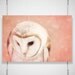 Barn Owl Photo - 8x12 Photograph - Owl Art Print - Owl Photograph - dreamy pink blush woodland creature fall autumn heart nursery 'Shy Love'
