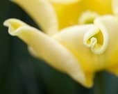 Yellow tulip, abstract nature, Hearts, fine art photo, love, gift for her, home decor, floral photograph, 8x8, Giclee print - titled: Hearts