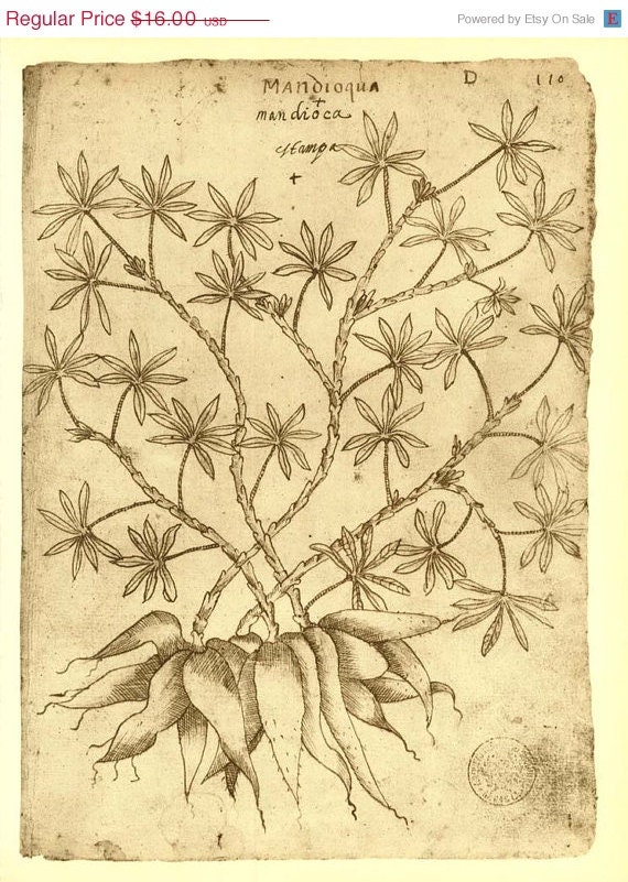 Cassava Botanical Sketch Drawing Manihot esculenta Maranhao Brazil Frei Cristovao