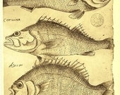 Sketch Drawing of Fishes of Brazil  by Frei Cristovao de Lisboa
