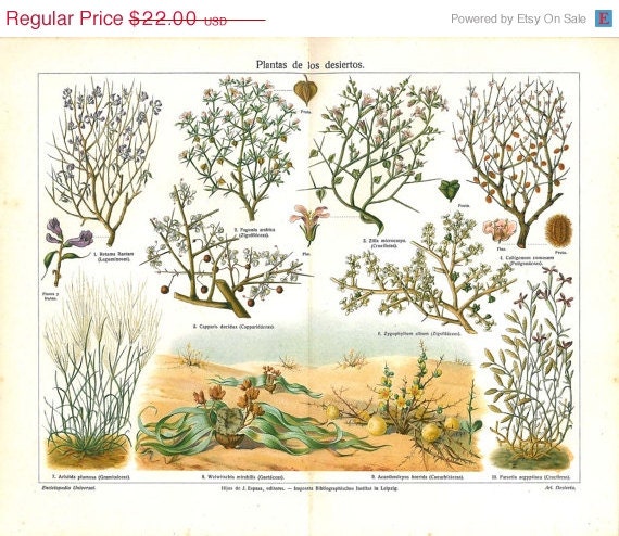Desert Flora Botanical Print, Antique Lithograph,1923, Plants Shrubs Xerophytes