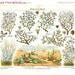 Desert Flora Botanical Print, Antique Lithograph,1923, Plants Shrubs Xerophytes