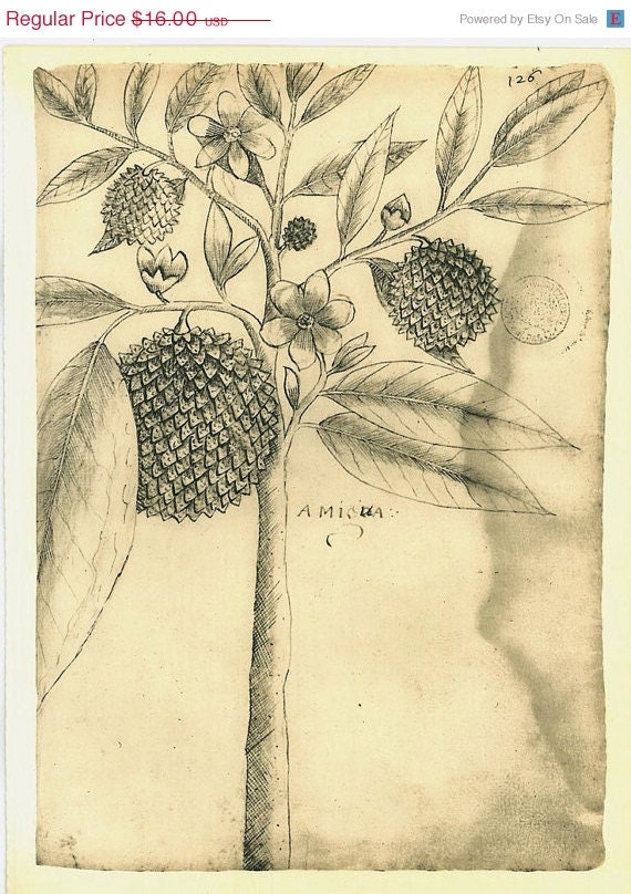 Vintage Botanical Sketch Drawing Tree Amigua