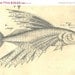 Fishes Sketch Drawing Vintage Facsimile Maranhao Brazil Frei Cristovao