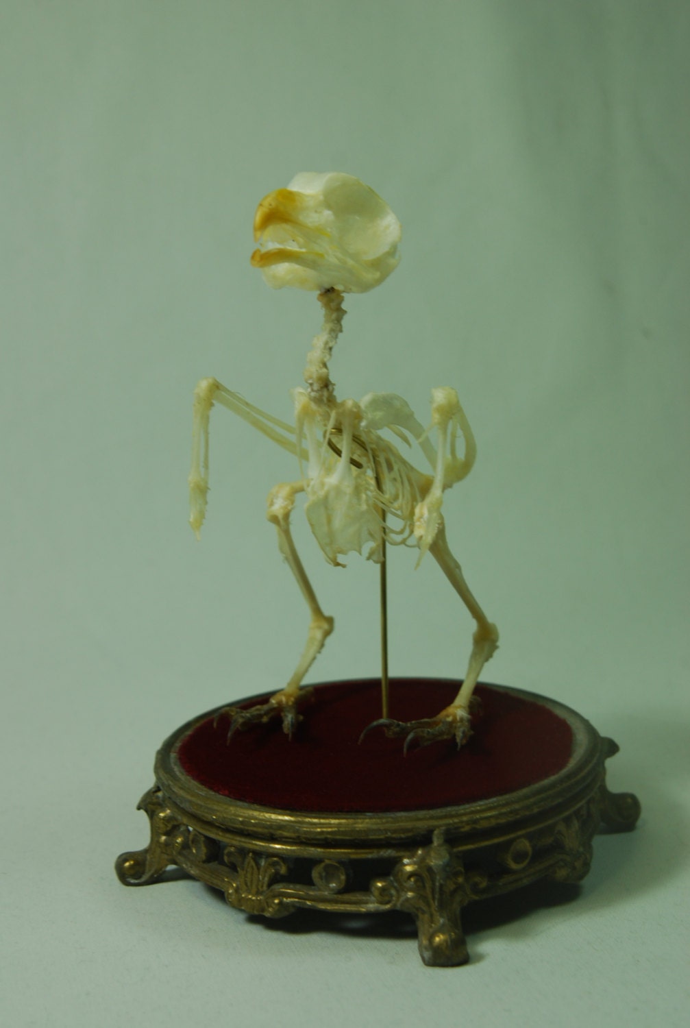Articulated Owl Skeleton In Glass Dome On Ornate Base