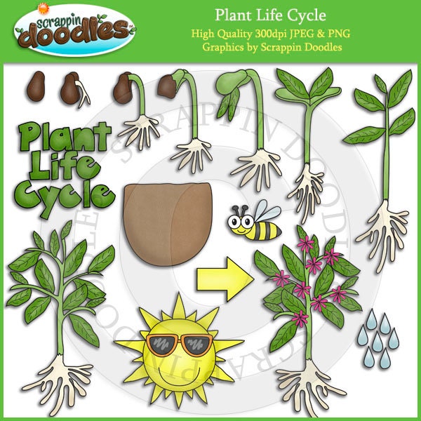 plant life cycle clipart - photo #5