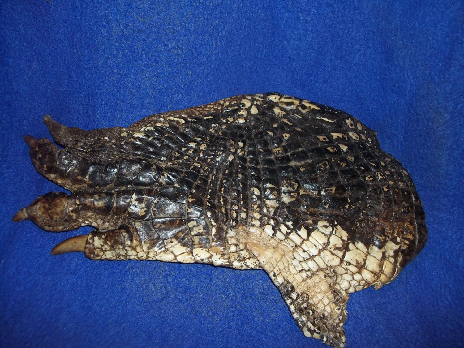 real animal bone Alligator taxidermy hide skin gator leather part craft goods man cave