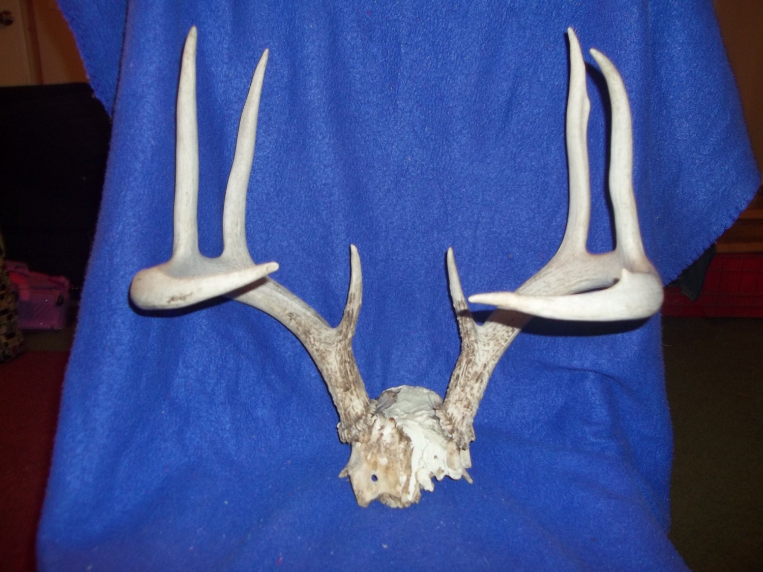 Real bone animal part deer head taxidermy skeleton skull cap with antlers