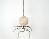 The ORIGINAL Natural Cream Air Plant Hanging Container with Bulbosa Air Plant Nestled Inside