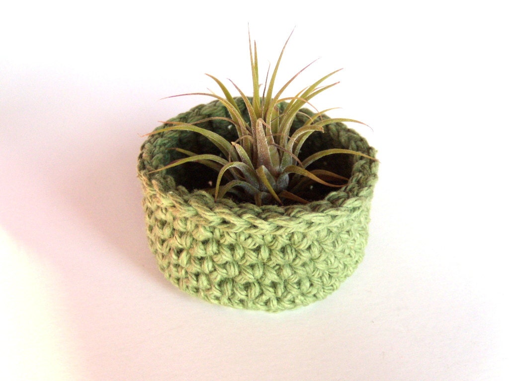 Air Plant Container Bowl with Ionantha Air Plant in Sage Green