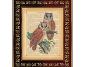 Barn Owl Birds of Asia Vintage 1850 Illustration on Antique Book Page Art Print 8"x10" by VerbumVintage