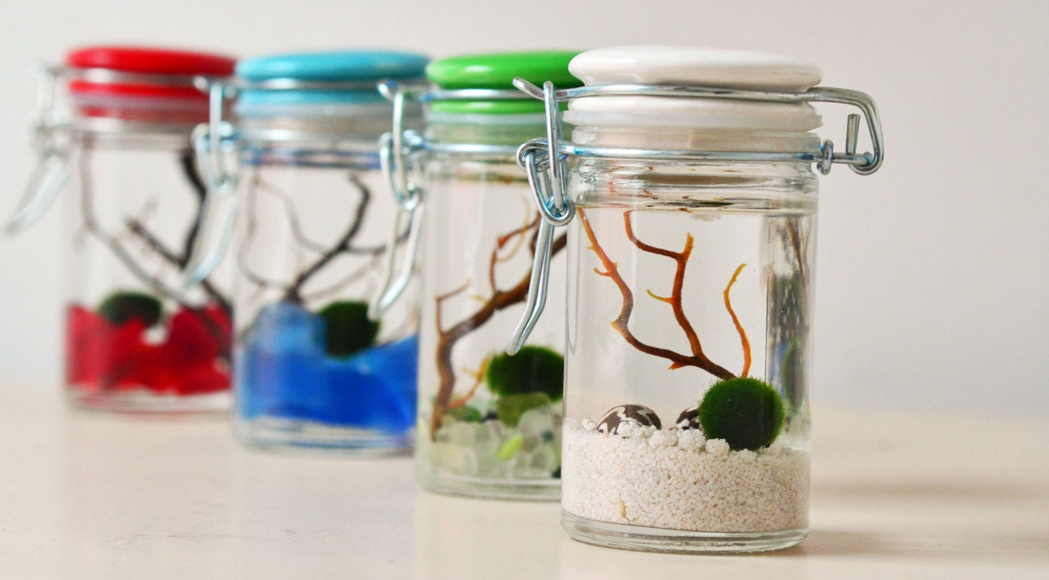 Fathers Day Special - Marimo Japanese Moss Ball - Aquatic Terrarium  - Mini Jar with ceramic lid - Green Gift