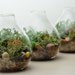 Lichen Terrarium // Forest // Teardrop Vase // Home and Living // Green Gift Ideas // Home Decor// Indoor Garden