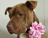 Flower for Dog Collar Pink Polka Dot Large