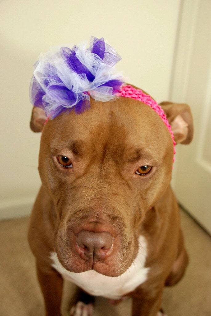 Dog Headband Hot Pink with Purple and White Flower for Large Breeds
