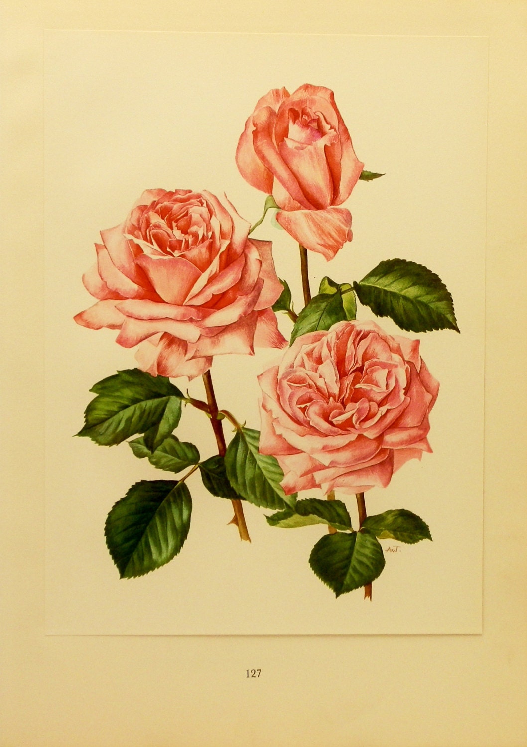 1960s Romantica Rose Flower Print (Pink Rose Shabby Chic Home Decor) Vintage Botanical Illustration (Antique Art Book Plate No. 127)