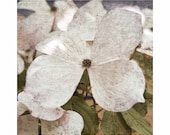 White Flowering Dogwood No. 1 - Vintage - Grunge -  Fine Art Photo - Pink Peach Green