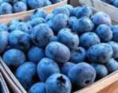 50 Dwarf Blueberry-1019A