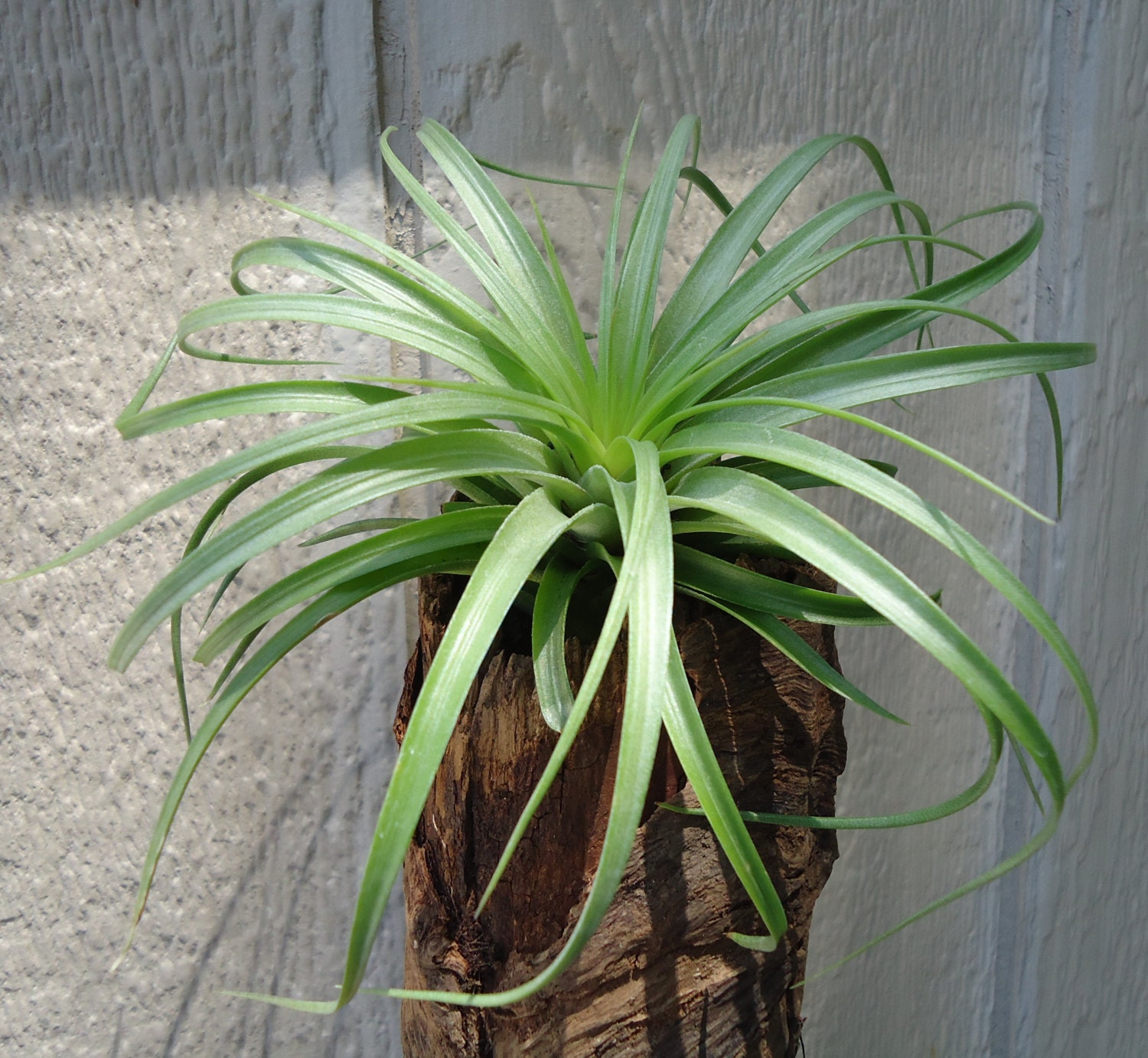 Tillandsia Stricta Hard Leaf Leaf Giant