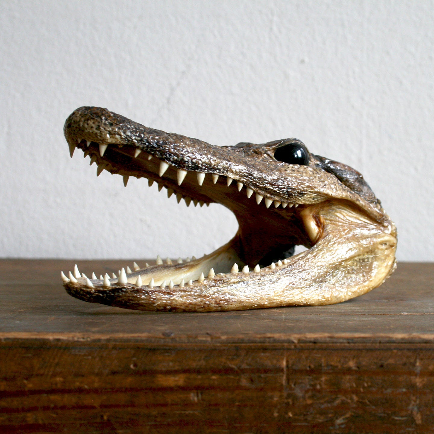Vintage Alligator Taxidermied Head