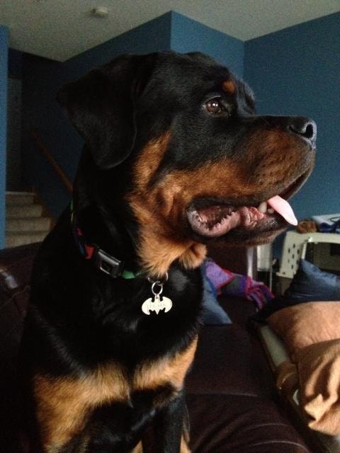 Batman Dog ID Tag