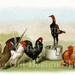 FIVE VARIETIES Biggle Poultry Digital Image for Cardmaking Scrapbooking Altered Art Mixed Media