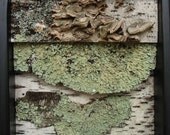 Birch Art, framed, bark, birch, 3D