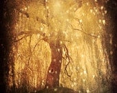 Magical Tree Hearts - Fine Art Photography 8x10 - Dreamy Forest Golden Light - Lone Tree Branches - Tonight, Tonight - StudioYuki