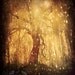 Magical Tree Hearts - Fine Art Photography 8x10 - Dreamy Forest Golden Light - Lone Tree Branches - Tonight, Tonight