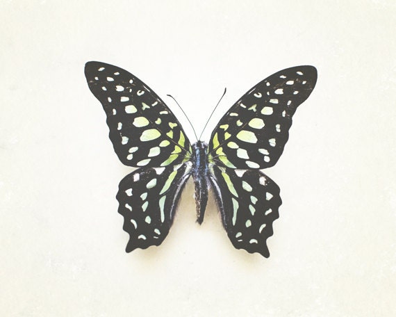8x10 Photograph, Butterfly Wall Art, Yellow Black Photo, Neutral Nature Photography, Etymology Still Life, Dreamy Nursery Art, Polka Dot - PureNaturePhotos