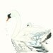 Giclee Art Print, Swan Watercolor Painting, Blue, Black, White,